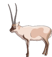 Gif animé gazelle beige